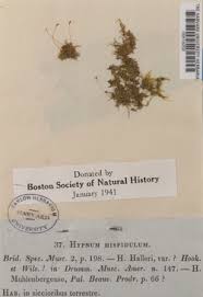 Attēlu rezultāti vaicājumam “Campylophyllum sommerfeltii”