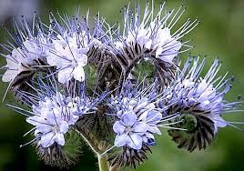 Attēlu rezultāti vaicājumam “Phacelia tanacetifolia”