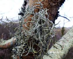 Attēlu rezultāti vaicājumam “Ramalina calicaris”