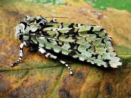 Attēlu rezultāti vaicājumam “Griposia aprilina”