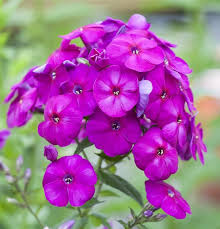 Image result for Phlox (großblumig)