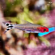 Attēlu rezultāti vaicājumam “Tetratoma ancora”