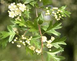Attēlu rezultāti vaicājumam “Crataegus x macrocarpa leaf”