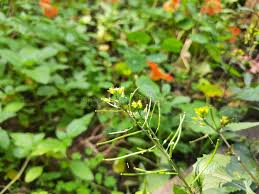 Attēlu rezultāti vaicājumam “Rorippa palustris flower”