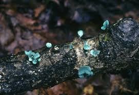 Attēlu rezultāti vaicājumam “Chlorociboria aeruginascens”