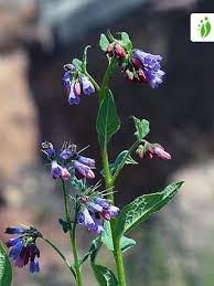 Attēlu rezultāti vaicājumam “Symphytum asperum leaf”