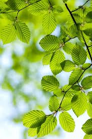 Attēlu rezultāti vaicājumam “Carpinus betulus leaf”