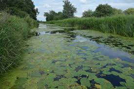 Attēlu rezultāti vaicājumam “Nuphar lutea”