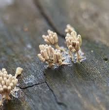 Attēlu rezultāti vaicājumam “Arcyria cinerea stalked”