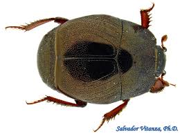 Attēlu rezultāti vaicājumam “Histeridae”