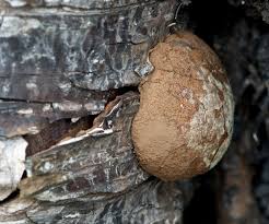 Attēlu rezultāti vaicājumam “Reticularia lycoperdon young”