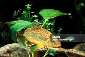 Image result for Salvelinus fontinalis