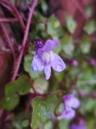 Attēlu rezultāti vaicājumam “Cymbalaria muralis”