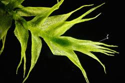 Attēlu rezultāti vaicājumam “Dichodontium pellucidum sporophyte”