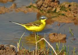 Attēlu rezultāti vaicājumam “Motacilla flava flava”