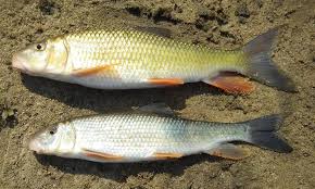 Image result for Moxostoma duquesnei