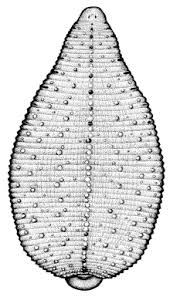 Attēlu rezultāti vaicājumam “Hirudinea”