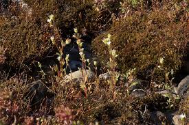 Attēlu rezultāti vaicājumam “Saxifraga tridactylites”
