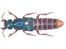 Attēlu rezultāti vaicājumam “Dicranella staphylina”