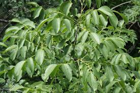 Attēlu rezultāti vaicājumam “Juglans regia leaf”