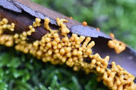 Attēlu rezultāti vaicājumam “Leocarpus fragilis young”