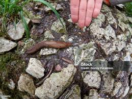 Attēlu rezultāti vaicājumam “Limax cinereoniger”