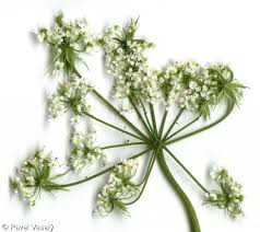 Attēlu rezultāti vaicājumam “Chaerophyllum aromaticum fruit”