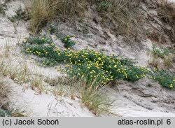 Attēlu rezultāti vaicājumam “Anthyllis maritima”