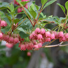 Attēlu rezultāti vaicājumam “Enkianthus campanulatus flower”