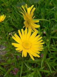 Attēlu rezultāti vaicājumam “Inula salicina flower”