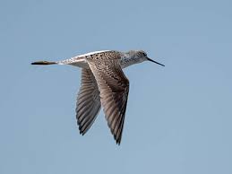 Attēlu rezultāti vaicājumam “Tringa stagnatilis adult”