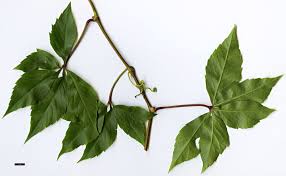 Attēlu rezultāti vaicājumam “Parthenocissus quinquefolia”