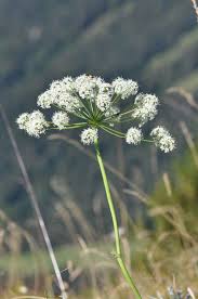 Attēlu rezultāti vaicājumam “Laserpitium latifolium flower”