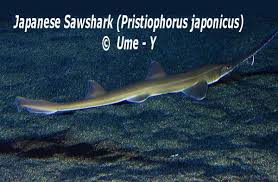 Image result for Paragaleus pectoralis