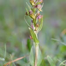 Attēlu rezultāti vaicājumam “Coeloglossum viride flower”