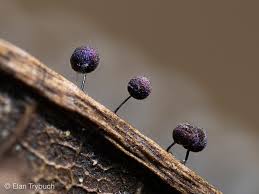 Attēlu rezultāti vaicājumam “Lamproderma pulchellum macro”