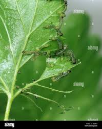 Attēlu rezultāti vaicājumam “Nematus ribesii”