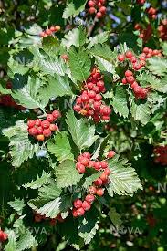 Attēlu rezultāti vaicājumam “Sorbus”