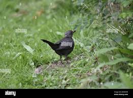 Attēlu rezultāti vaicājumam “Turdus merula juvenile”
