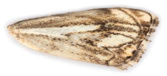 Attēlu rezultāti vaicājumam “Catoptria falsella”