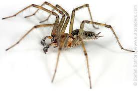 Attēlu rezultāti vaicājumam “Agelena labyrinthica”