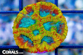 Attēlu rezultāti vaicājumam “Trachyspora intrusa”