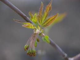 Attēlu rezultāti vaicājumam “Acer negundo bud”