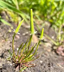 Attēlu rezultāti vaicājumam “Myosurus minimus flower”