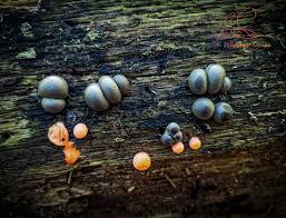 Attēlu rezultāti vaicājumam “Lycogala miserum young”