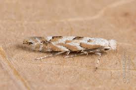 Attēlu rezultāti vaicājumam “Phyllonorycter sp.”