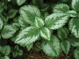 Attēlu rezultāti vaicājumam “Lamiastrum galeobdolon”