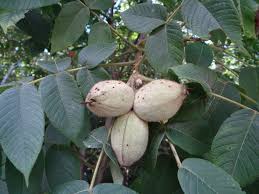 Attēlu rezultāti vaicājumam “Juglans cinerea fruit”