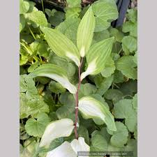 Attēlu rezultāti vaicājumam “Polygonatum odoratum leaf”
