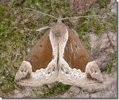 Attēlu rezultāti vaicājumam “Hypena crassalis”